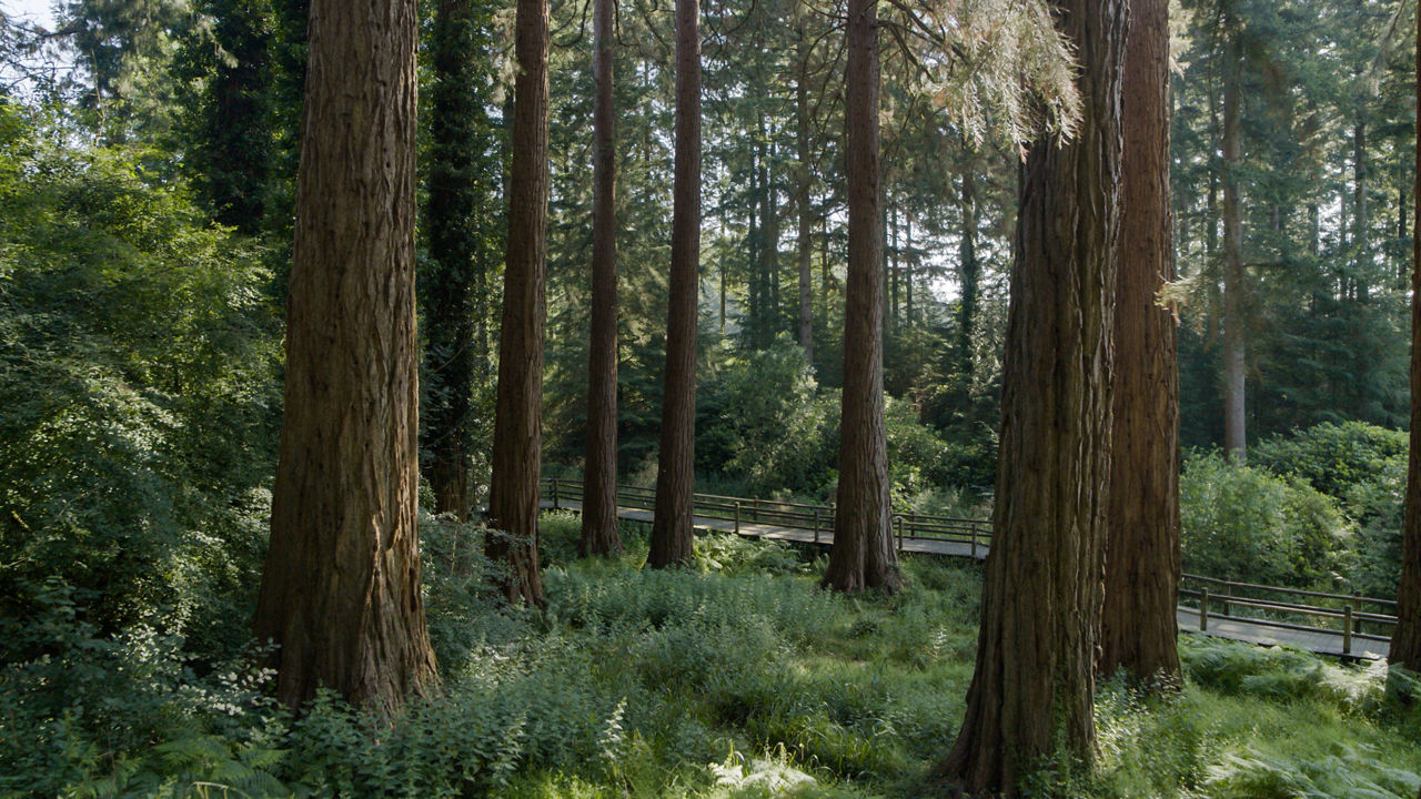 A view of trees in the forest